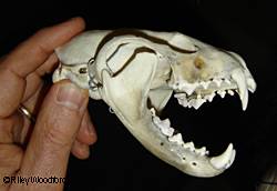 Photo of a fisher skull
