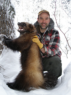 Photo of a trapper with a wolverine