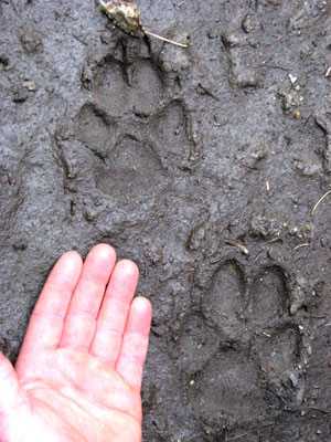 Wolf Hunting Information, Alaska Department of Fish and Game