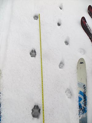 Image of Wolf Tracks