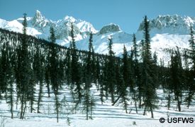 Boreal Forest in Alaska - Ecology, Alaska Department of Fish and Game