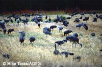 Sandhill cranes.