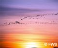 bird migration on the tundra