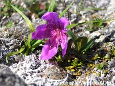 hart rhodo on blooming on tundra