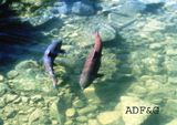King salmon of Alaska.