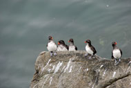 sea birds