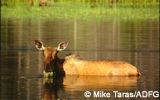 Cow moose keeping cool in the summer.