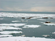 sea ice