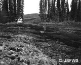 Soil slumping in a road cut.