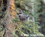 Spruce grouse in boreal forest.