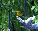 Wilson's warbler.