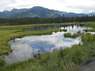 wetland