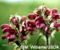 Wooly lousewort