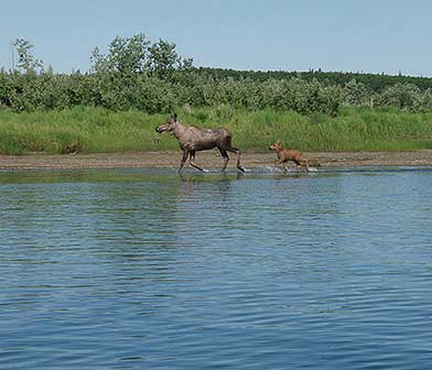 Moose and calf