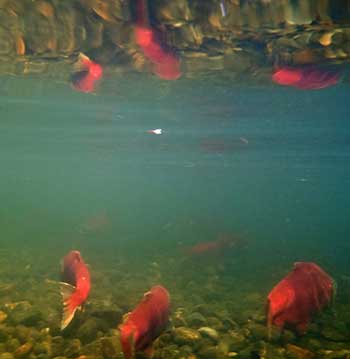 Salmon in a stream