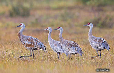 wildlife in the Dude Creek CHA area