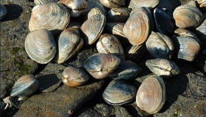 Little Neck Clams on the Shore of Kachemak Bay