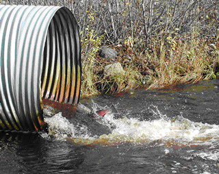 Coho at Culvert