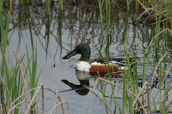 Photo of a duck