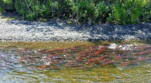 Photo of a stream