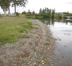 Photo of a stream bank