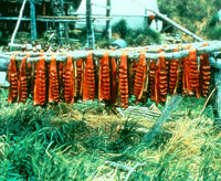 Subsistence fishing success requires a healthy watershed