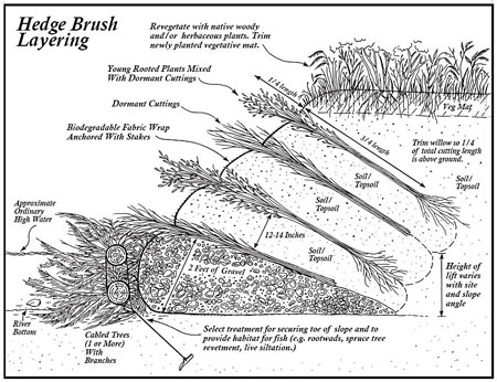 Hedge Brush layering