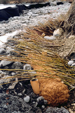 Installation of coir log