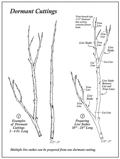 Dormant Cuttings