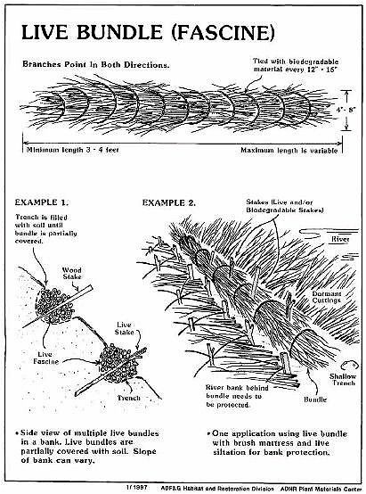 Bundles - Fascines