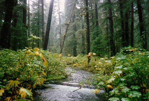 Stream on Montague Island