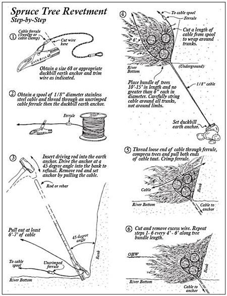 Spruce Tree guide