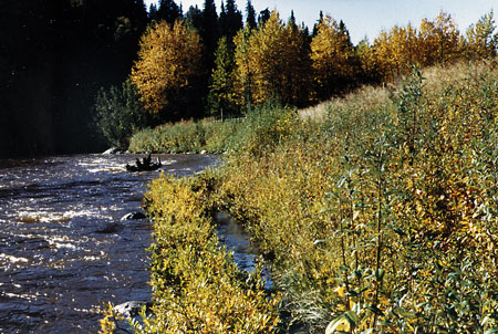 Deep Creek after restoration 1996