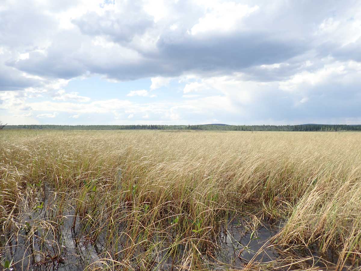 2024 Wetland Sedges in Minto Flats State Game Refuge - Alaska Department of Fish and Game (ADFG)
