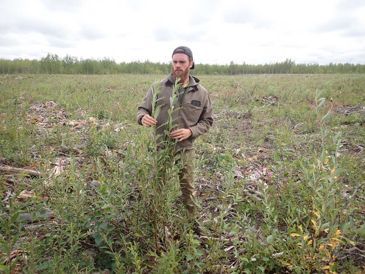 2025 Post treatment willow regeneration - Tok River Grouse Projects - Alaska Department of Fish and Game (ADFG)