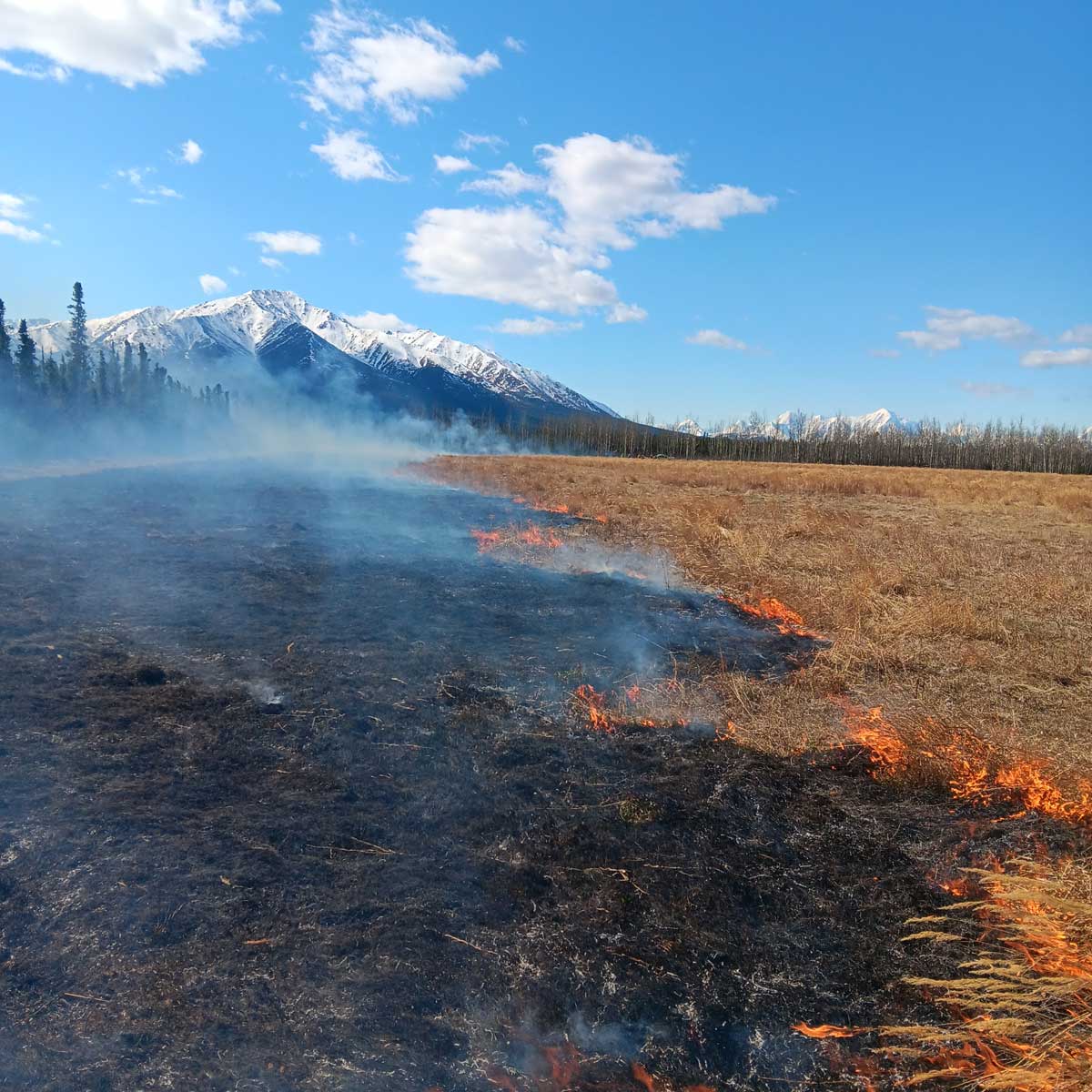 Prescribed fire on the Delta Junction Bison Range - Alaska Department of Fish and Game (ADFG)