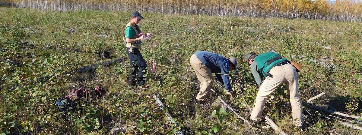 3 people counting aspen shoots - Alaska Department of Fish and Game