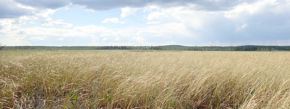 Sedge meadow at ground level 2 - Alaska Department of Fish and Game