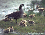 gosling nursery