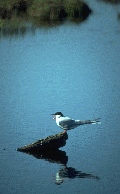 arctic tern