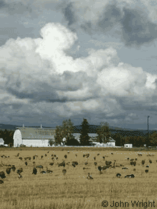 Cranes and geese feeding