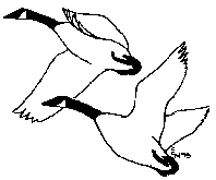 Drawing of two waterfowl flying