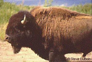 bison bull