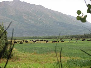 Photograph of grazing bison