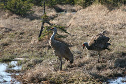 Photo of a sandhill crane