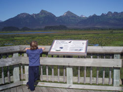 Wildlife viewing at copper river delta