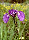 Photo of an iris