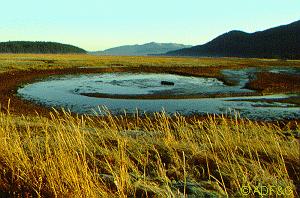 wetlands