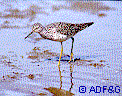 yellowlegs