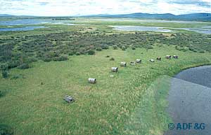 minto fish drying shacks